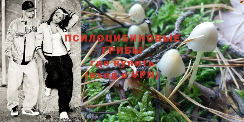 где можно купить наркотик  Вихоревка  Псилоцибиновые грибы Magic Shrooms 